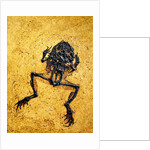 Fossil of Frog by Anonymous