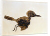 Fossil of Small Bird from Messel Site by Anonymous