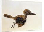 Fossil of Small Bird from Messel Site by Anonymous