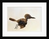 Fossil of Small Bird from Messel Site by Anonymous