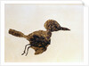 Fossil of Small Bird from Messel Site by Anonymous