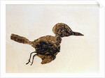 Fossil of Small Bird from Messel Site by Anonymous