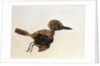 Fossil of Small Bird from Messel Site by Anonymous