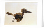 Fossil of Small Bird from Messel Site by Anonymous