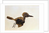 Fossil of Small Bird from Messel Site by Anonymous
