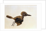 Fossil of Small Bird from Messel Site by Anonymous