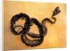 Complete Fossil of Large Snake by Anonymous