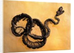 Complete Fossil of Large Snake by Anonymous