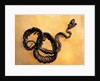 Complete Fossil of Large Snake by Anonymous