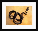 Complete Fossil of Large Snake by Anonymous