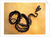 Complete Fossil of Large Snake by Anonymous