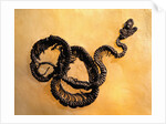 Complete Fossil of Large Snake by Anonymous