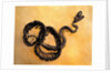 Complete Fossil of Large Snake by Anonymous