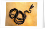 Complete Fossil of Large Snake by Anonymous