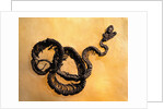 Complete Fossil of Large Snake by Anonymous