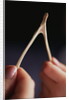 Two hands and a Wish Bone by Anonymous
