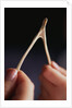 Two hands and a Wish Bone by Anonymous