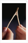 Two hands and a Wish Bone by Anonymous