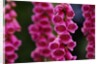 Foxglove in Bloom by Anonymous
