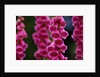 Foxglove in Bloom by Anonymous