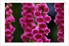Foxglove in Bloom by Anonymous