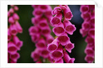 Foxglove in Bloom by Anonymous