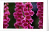 Foxglove in Bloom by Anonymous