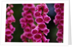 Foxglove in Bloom by Anonymous