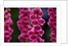 Foxglove in Bloom by Anonymous