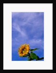 Sunflower Under Sky by Anonymous