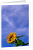 Sunflower Under Sky by Anonymous
