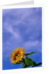 Sunflower Under Sky by Anonymous