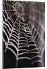 Dewy Spiderweb by Anonymous