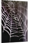 Dewy Spiderweb by Anonymous
