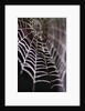 Dewy Spiderweb by Anonymous