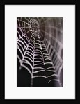 Dewy Spiderweb by Anonymous