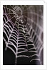 Dewy Spiderweb by Anonymous