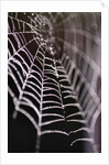 Dewy Spiderweb by Anonymous