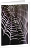 Dewy Spiderweb by Anonymous