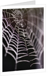 Dewy Spiderweb by Anonymous