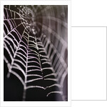 Dewy Spiderweb by Anonymous