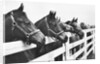 Horses Looking Over Fence at Alfred Vanderbilt's Farm by Anonymous
