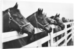 Horses Looking Over Fence at Alfred Vanderbilt's Farm by Anonymous