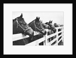 Horses Looking Over Fence at Alfred Vanderbilt's Farm by Anonymous