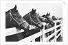 Horses Looking Over Fence at Alfred Vanderbilt's Farm by Anonymous