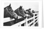 Horses Looking Over Fence at Alfred Vanderbilt's Farm by Anonymous