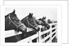 Horses Looking Over Fence at Alfred Vanderbilt's Farm by Anonymous