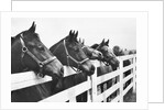 Horses Looking Over Fence at Alfred Vanderbilt's Farm by Anonymous