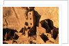 Four Story House in Cliff Palace by Anonymous