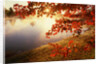 Sunrise Through Autumn Leaves by Anonymous